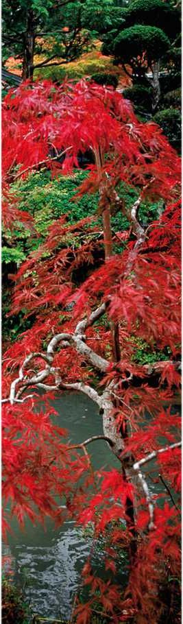 erable japon2